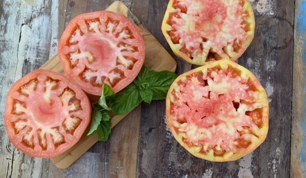 El rosa de La Indiana tiene características parecidas a la variedad corazón de toro