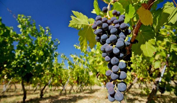 El equipo de La Melonera se propuso en el año 2003 recuperar y poner en valor esta variedad.