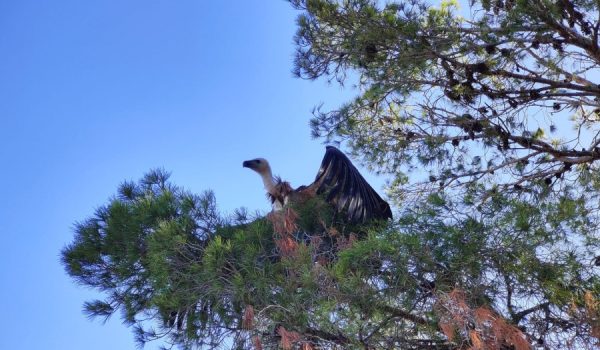 Los animales se encontraron en Benaoján y Ronda