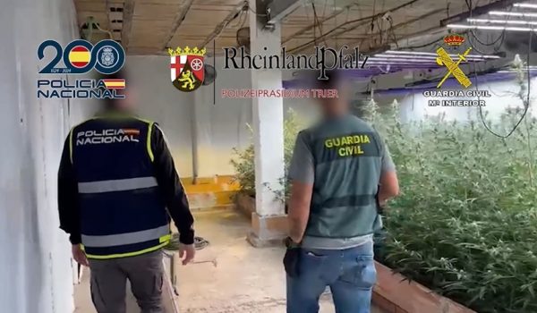 Se les han incautado 1.100 plantas de marihuana