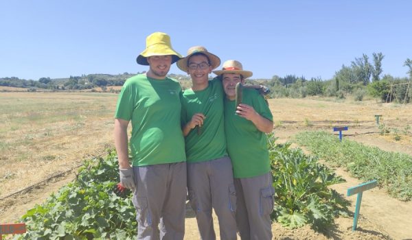 En esta parcela se pueden encontrar berenjenas, sandías, lechugas o calabacines