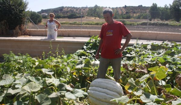La calabaza puede seguir creciendo, ya que no ha sido arrancada todavía.